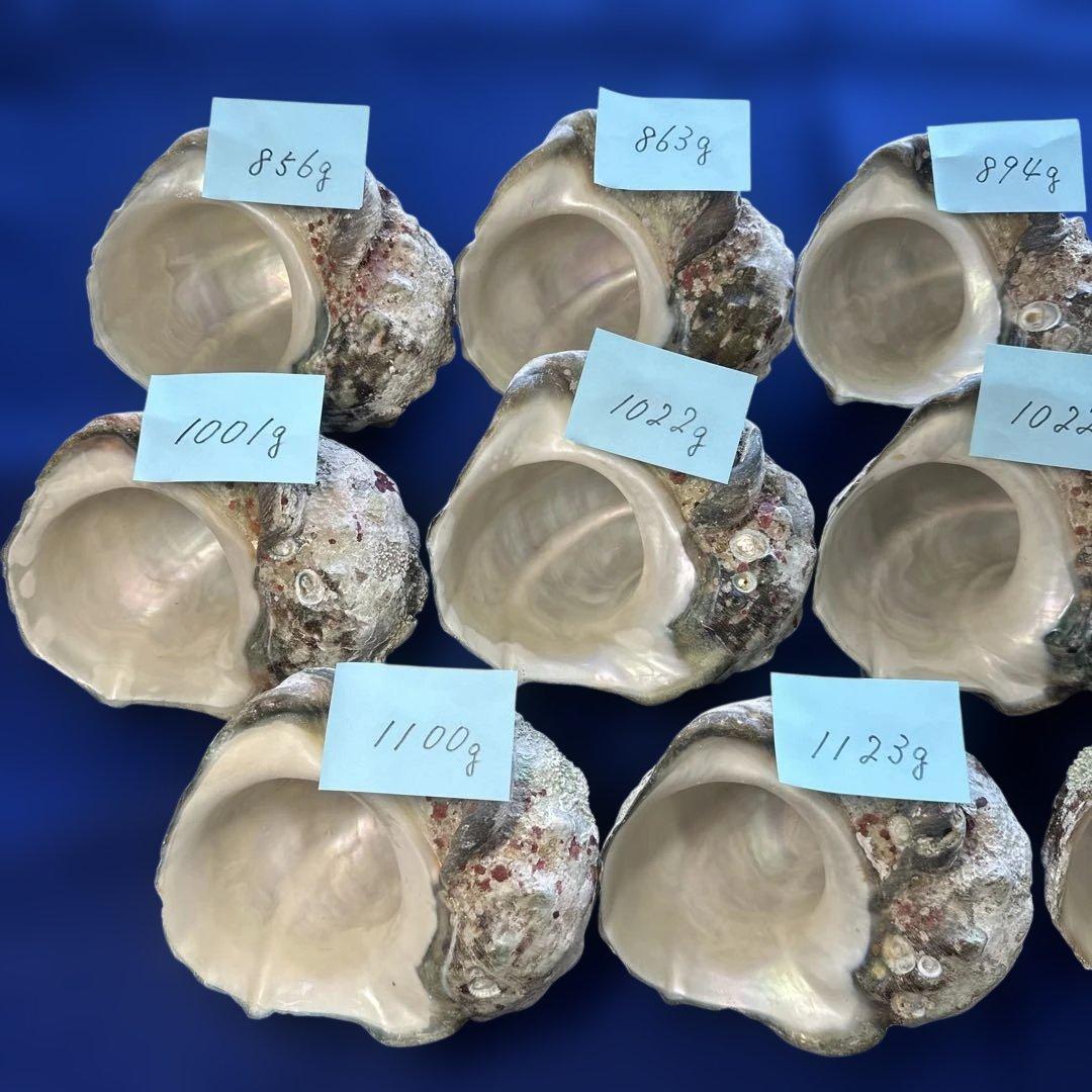 夜光貝　ヤコウ貝　まとめ売り　14個　14、4kg アクセサリー　ルア