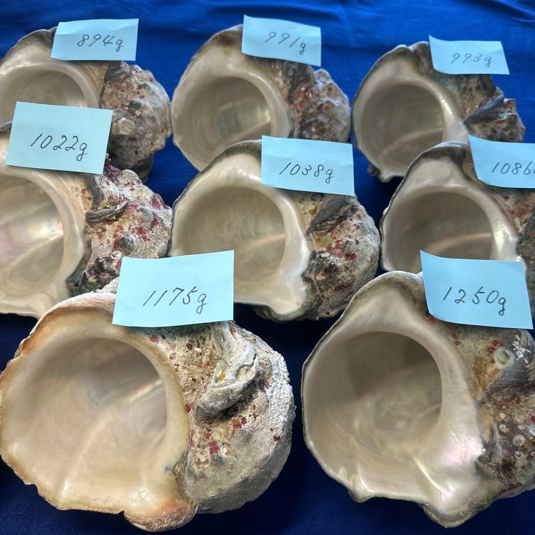 夜光貝　ヤコウ貝　まとめ売り　14個　14、4kg アクセサリー　ルア