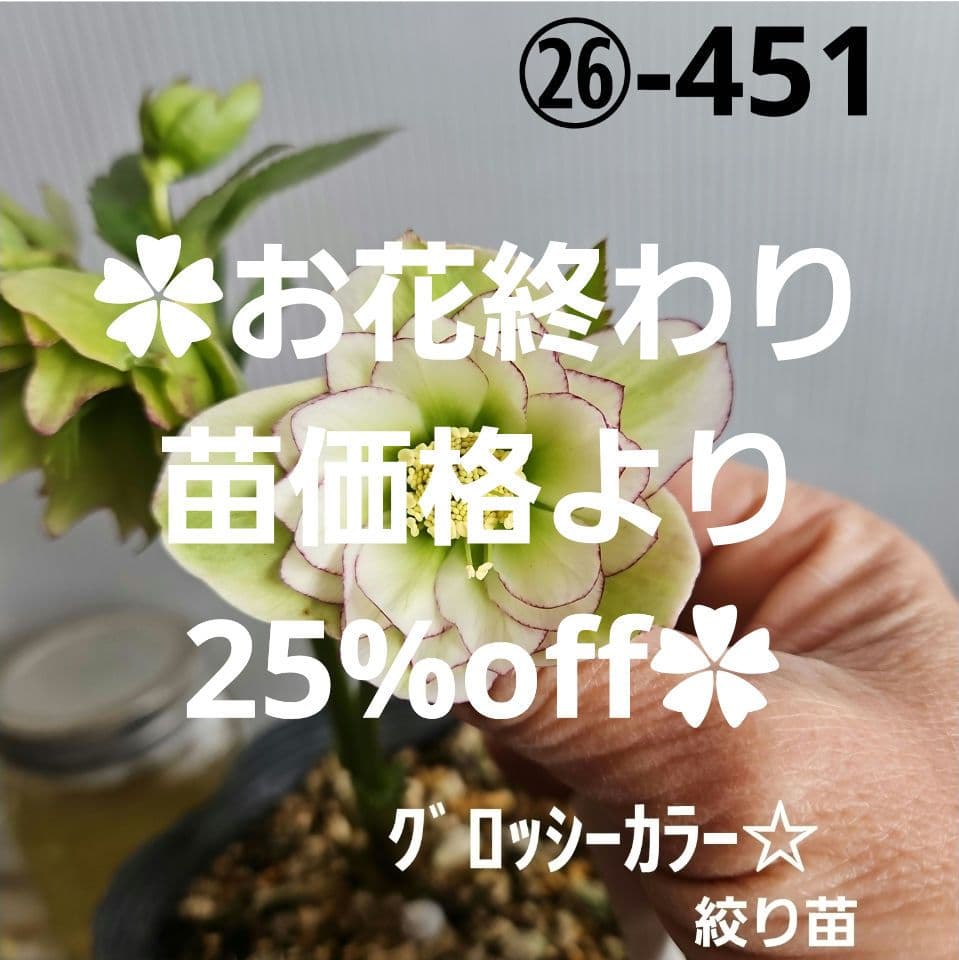 ㉖-451クリスマスローズ