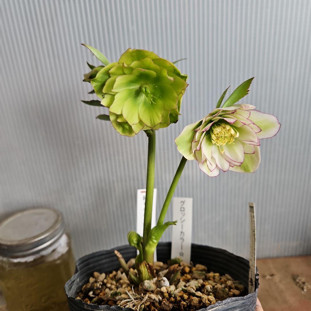 ㉖-451クリスマスローズ