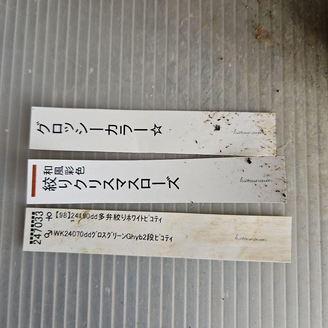 ㉖-451クリスマスローズ