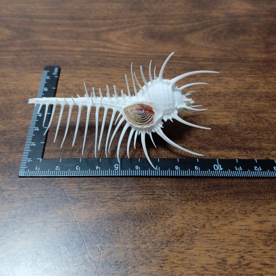 貝殻標本　ホネガイ