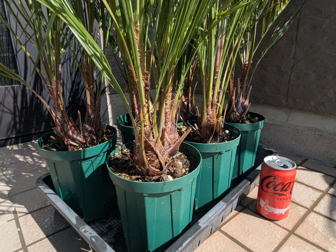 たんたんさま専用　ココスヤシ　ダブルヘッド　6鉢セット