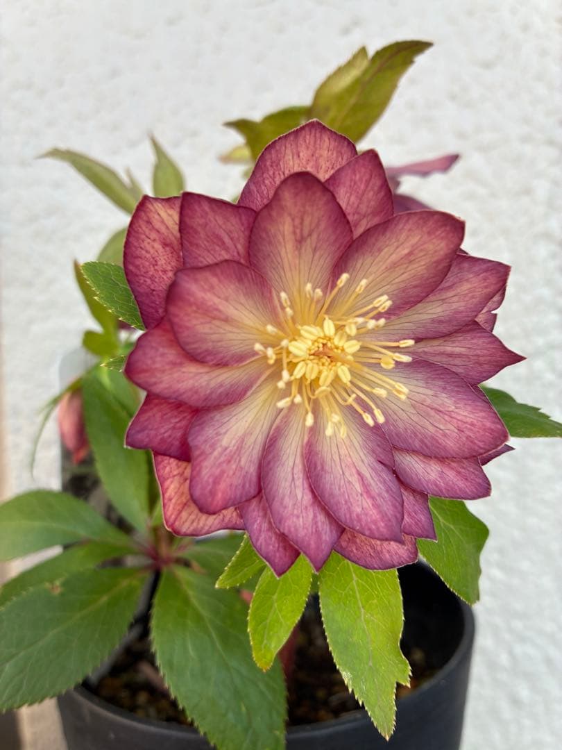 ♡広瀬園芸♡パープルオーレア　ピコティグラデーション