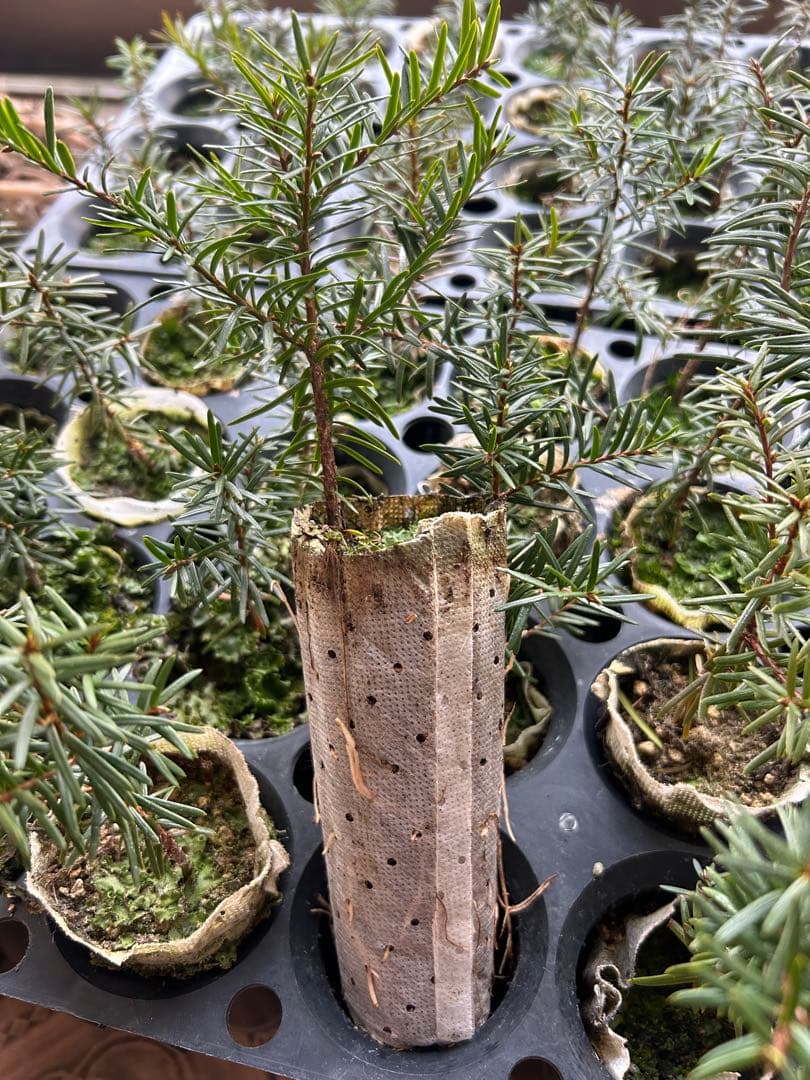 常緑樹 苗木 オンコの木　イチイの木　48本 1本1,500円〜