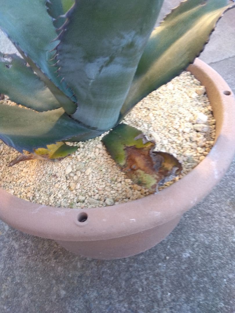 アガベ　ミラビリス　アトロビレンス　大株50センチ❗　ふ