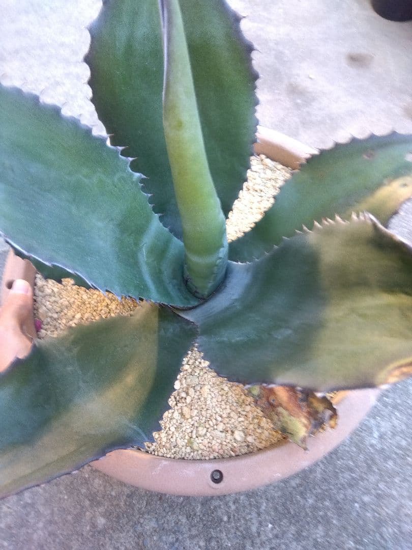 アガベ　ミラビリス　アトロビレンス　大株50センチ❗　ふ