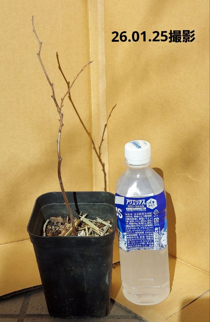 トゥラミーン　ラズベリー苗（26.01.25撮影）