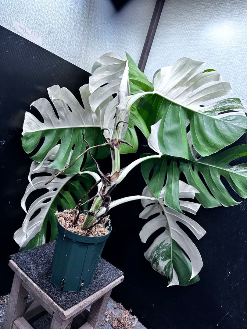 モンステラ斑入りハーフムーンホワイトタイガー極美斑入り　　 73cm