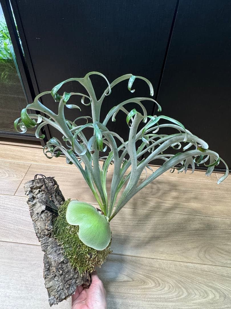 ビカクシダ　アルマダドワーフ　オリジナル　子株⑦