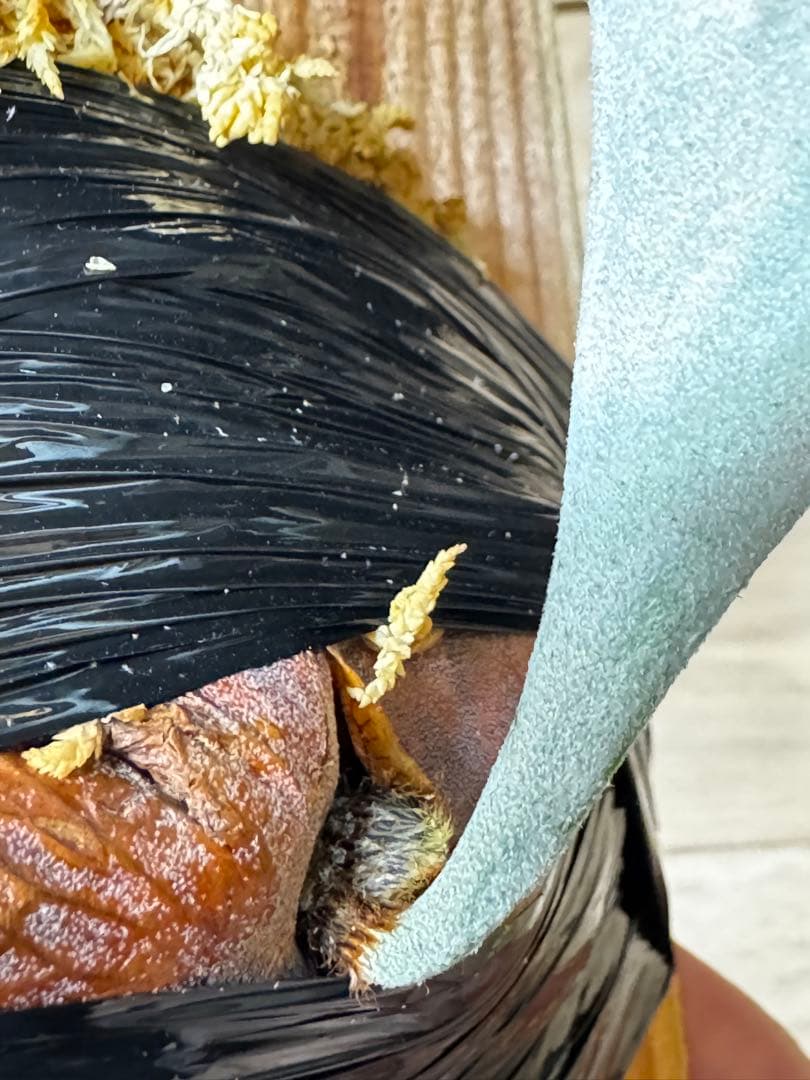 ビカクシダ　アルマダドワーフ　オリジナル　子株⑦