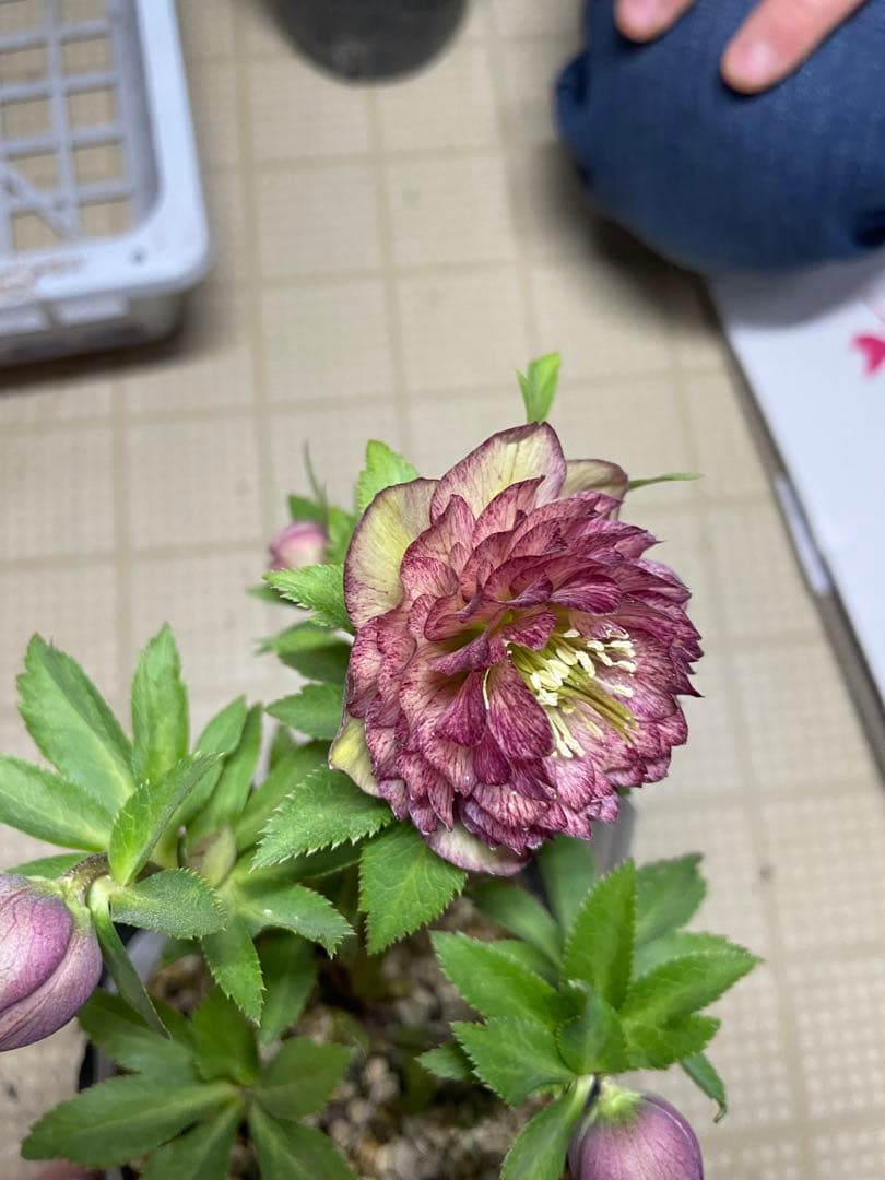 加藤農園 アンティークアフロディーテ クリスマスローズ