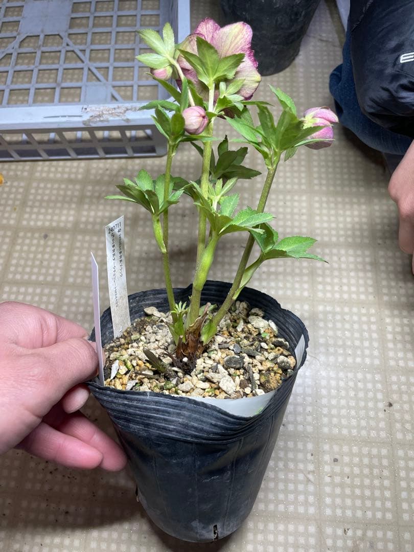 加藤農園 アンティークアフロディーテ クリスマスローズ