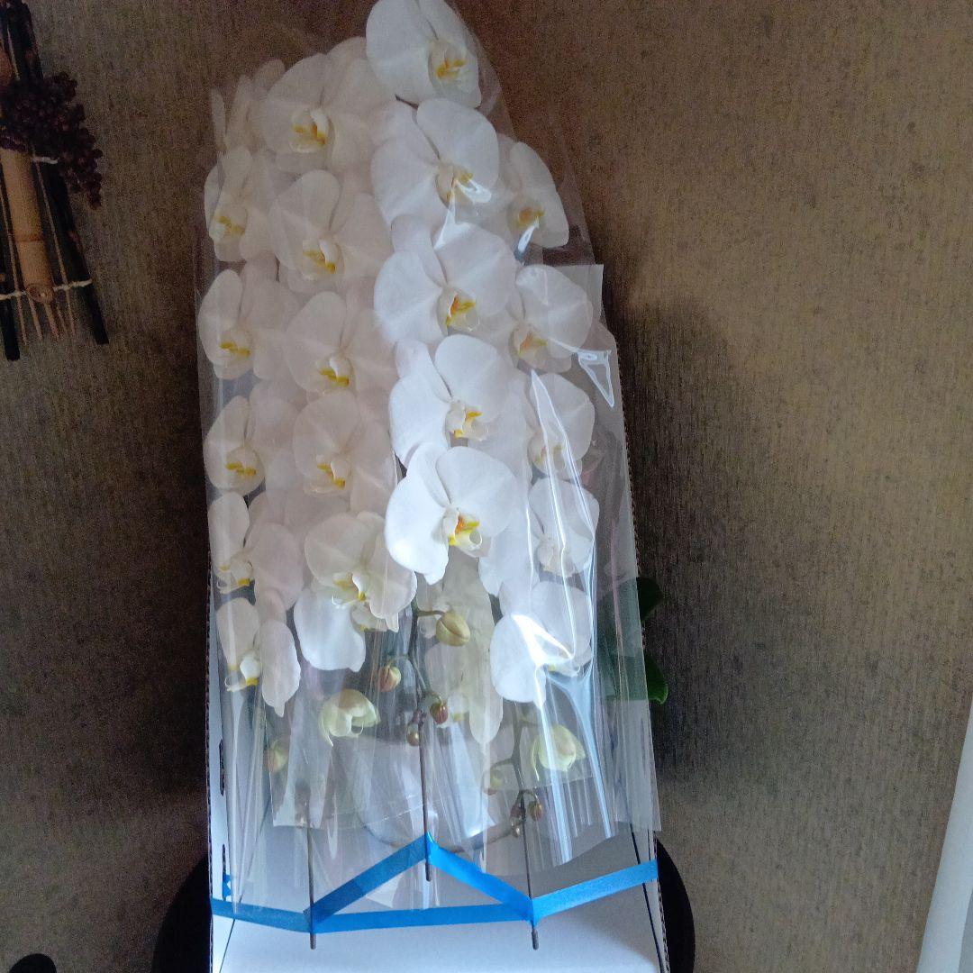 大輪胡蝶蘭３本立8寸鉢新品