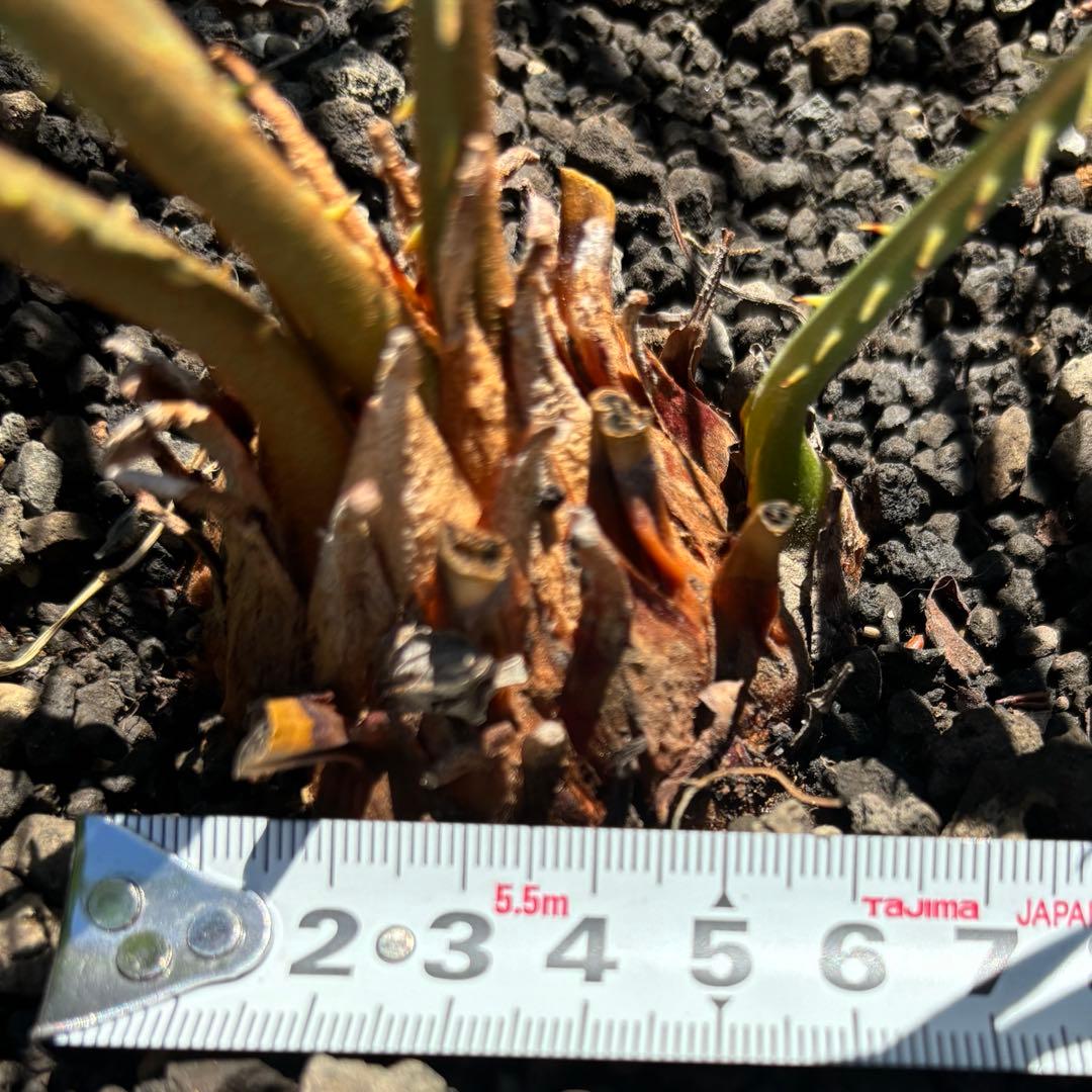 サイカス カイルンシアナ cycas cairnsiana