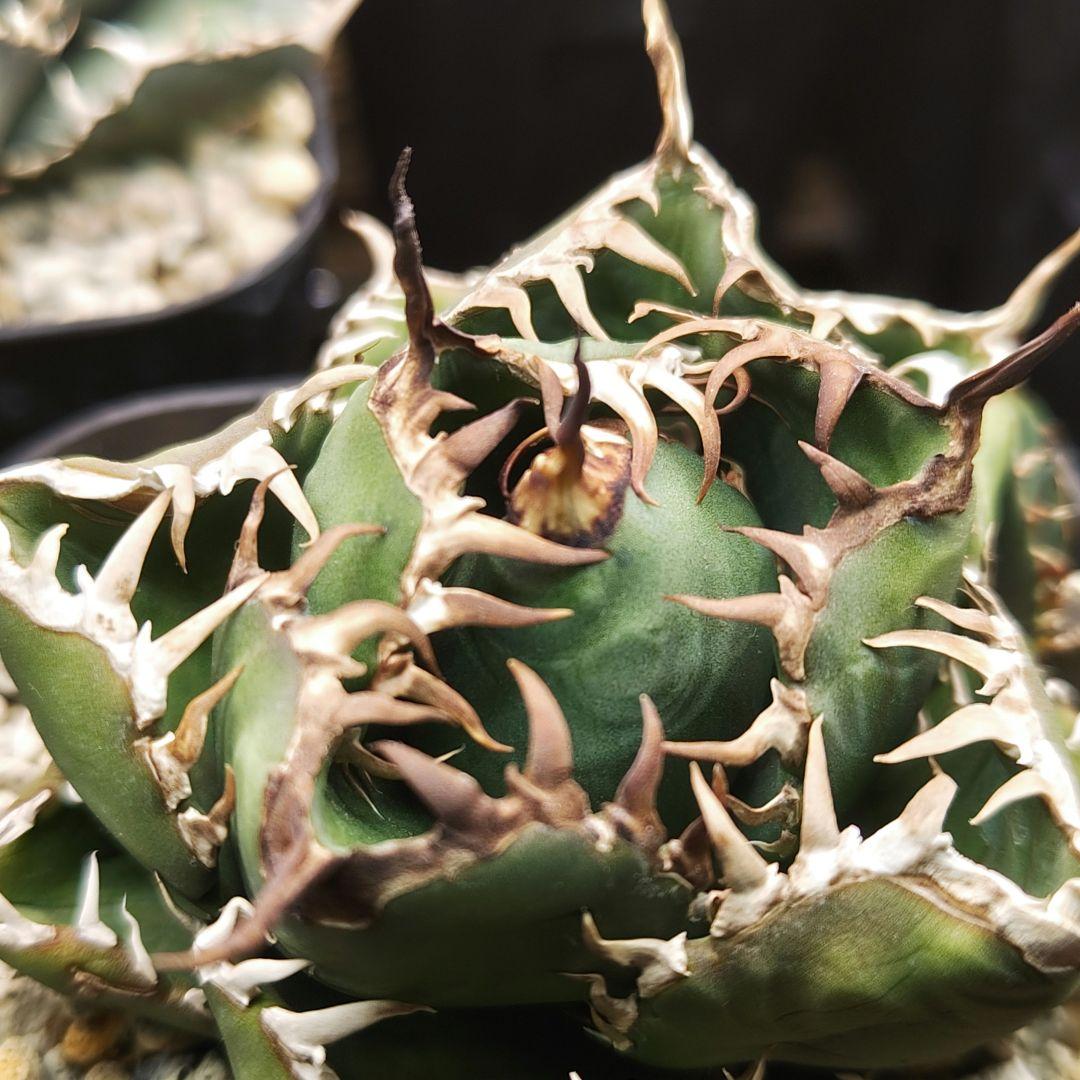 アガベ　チタノタ　王蟲