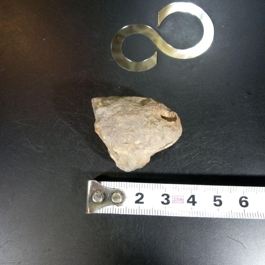 三葉虫　化石　fossil　ボリビア産　trilobite　ボリビア三葉虫郡⑨