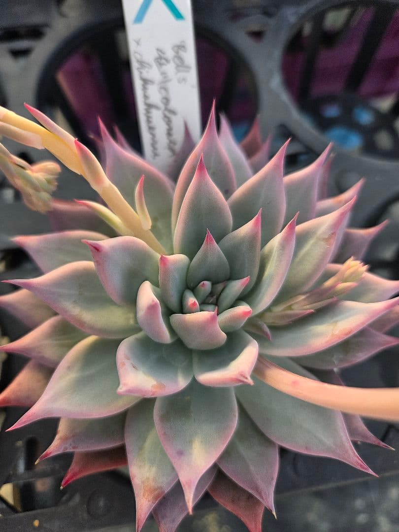 多肉植物…エケベリア♬サボテン相談室☆bell's堀川コロラータ×チワワエンシス