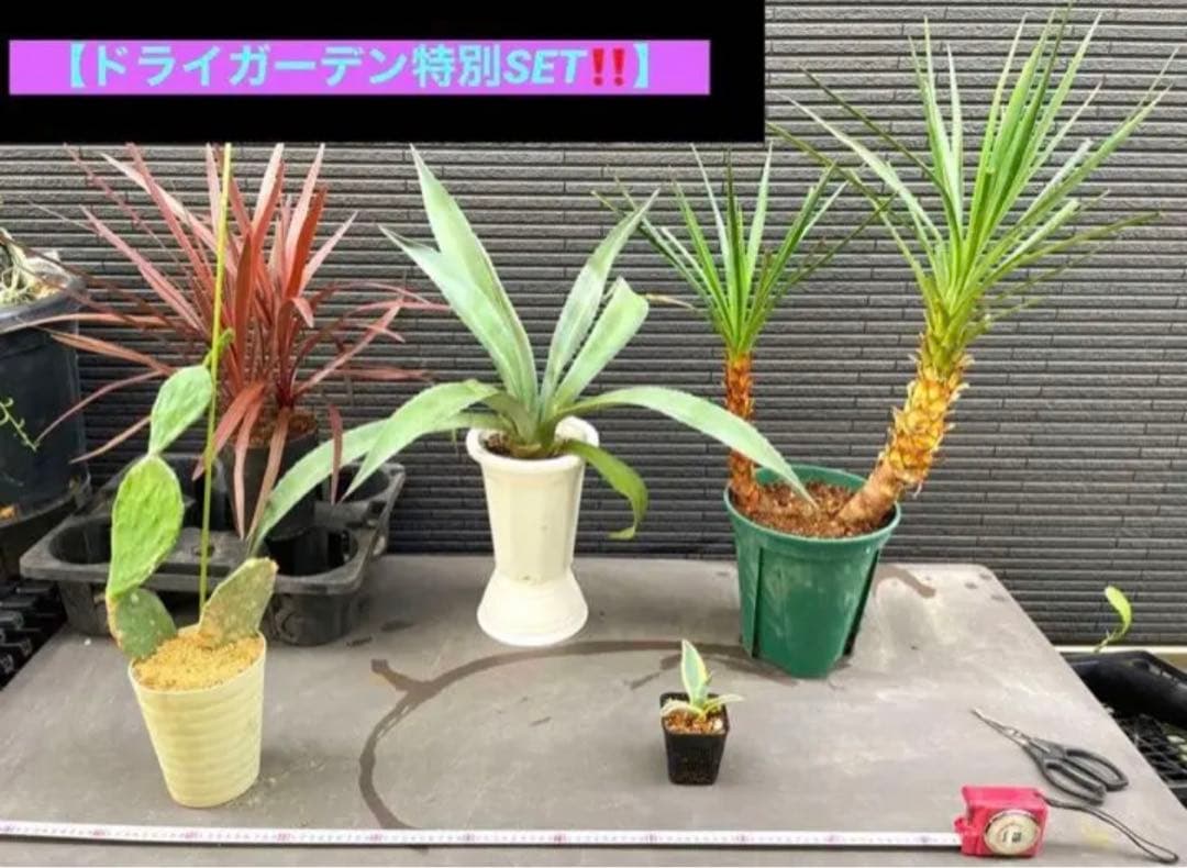 ⚠️大きめ＆根付き⚠️2023年 ドライガーデン特別SET‼️‼️