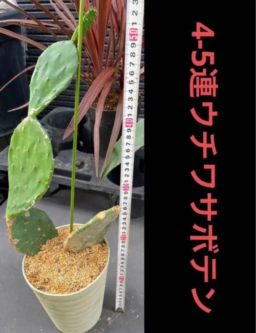 ⚠️大きめ＆根付き⚠️2023年 ドライガーデン特別SET‼️‼️