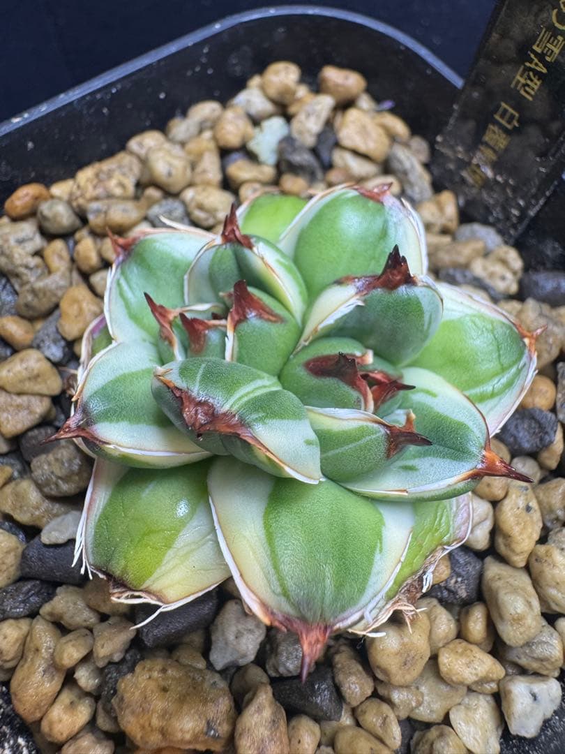 アガベ2頭株ピンキー王妃笹の雪A型　白覆輪