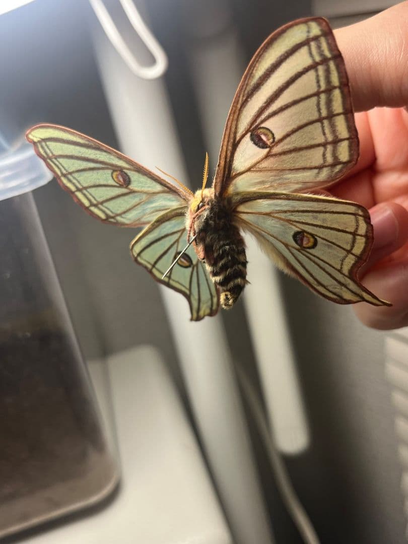 極美♀】イズベラミズアオ 蛾ピカソモスモルフォチョウアグリアス　標本