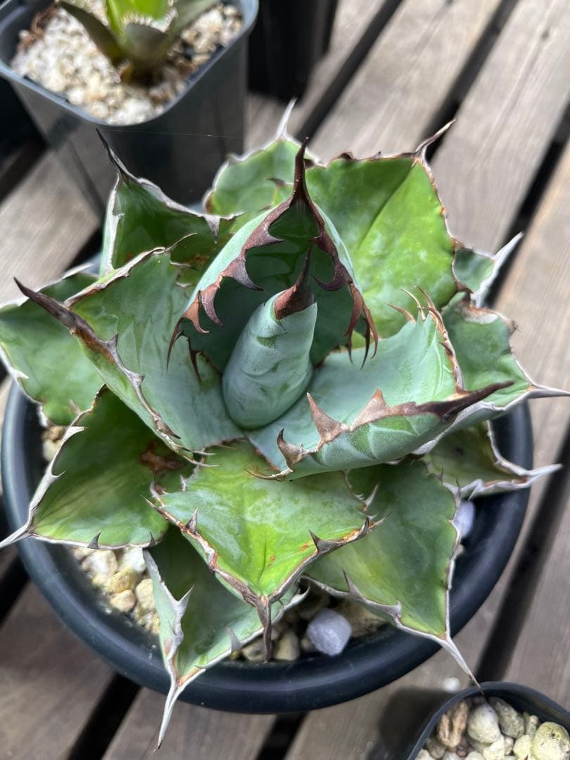 アガベ　BB beast ロイヤル