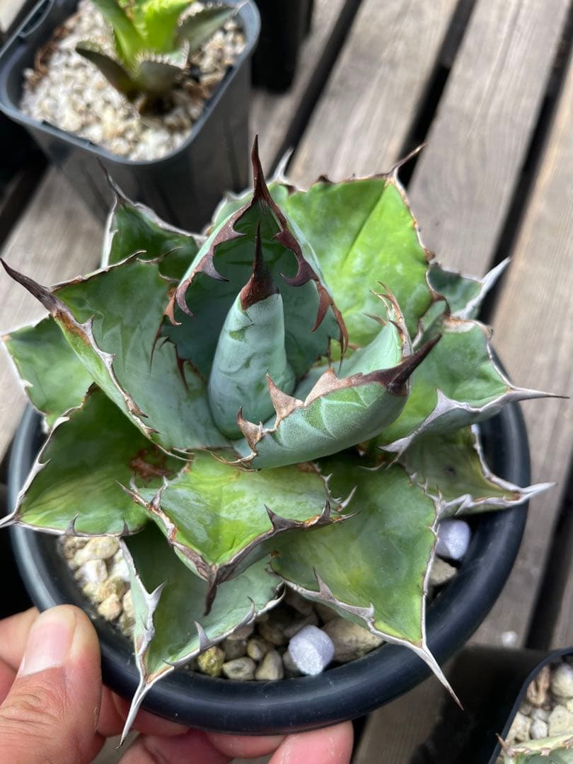 アガベ　BB beast ロイヤル