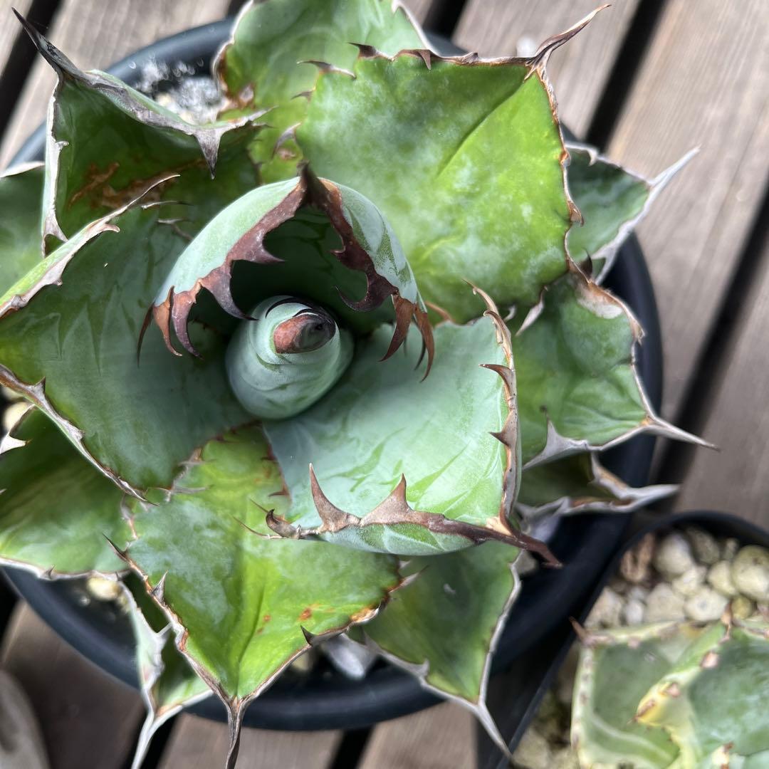 アガベ　BB beast ロイヤル