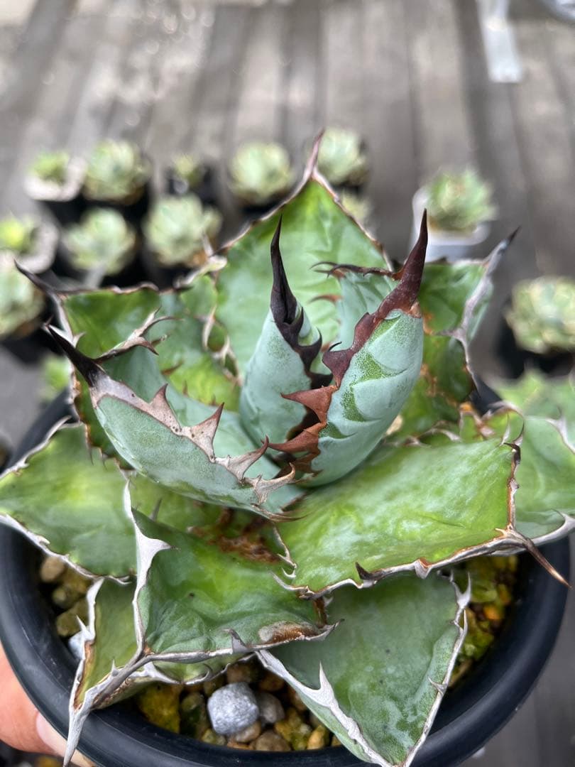 アガベ　BB beast ロイヤル