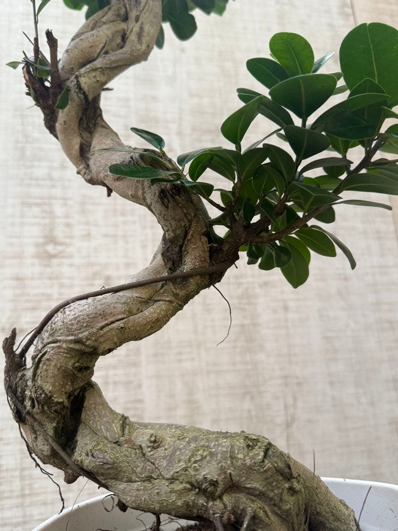 ☆ ガジュマル♪ 沖縄産原木◦太幹ねじり 80cm ⑦号♪