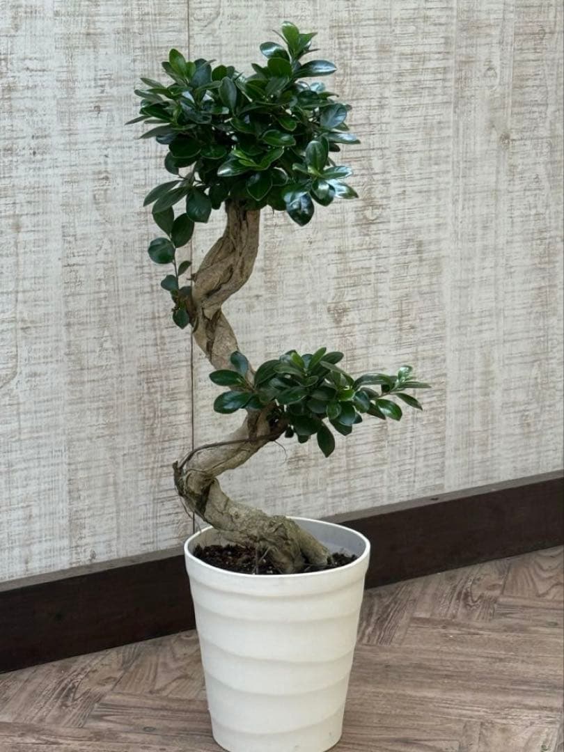 ☆ ガジュマル♪ 沖縄産原木◦太幹ねじり 80cm ⑦号♪