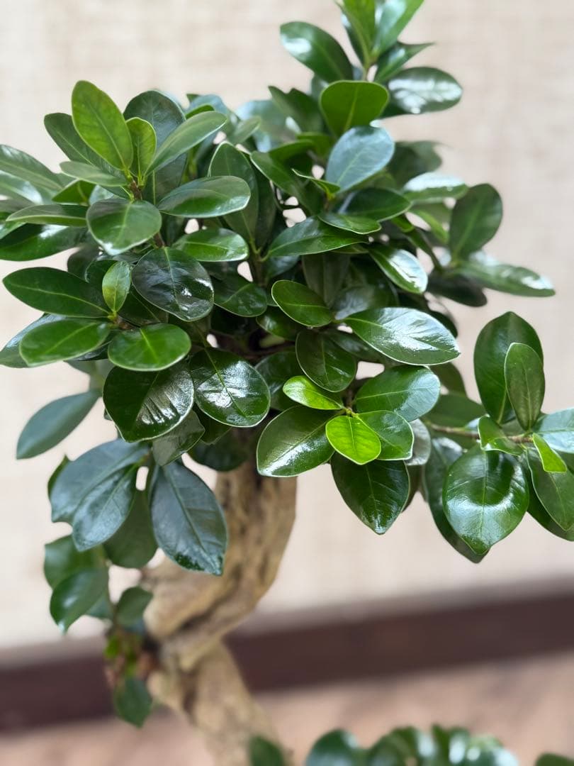 ☆ ガジュマル♪ 沖縄産原木◦太幹ねじり 80cm ⑦号♪