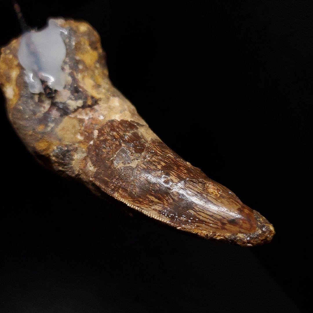 貴重 アフロベナトル 歯 化石 本物 ニジェール産 96.66mm fr93