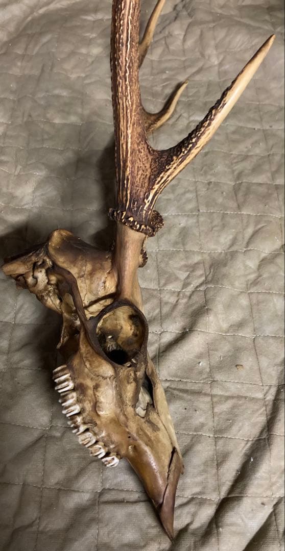 鹿の角　頭蓋骨　インテリアオブジェ　ニホンジカ