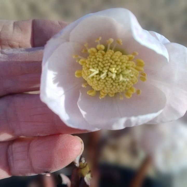 ソニe。広瀬園芸ヘレボルス ニゲ桃色開花株 。