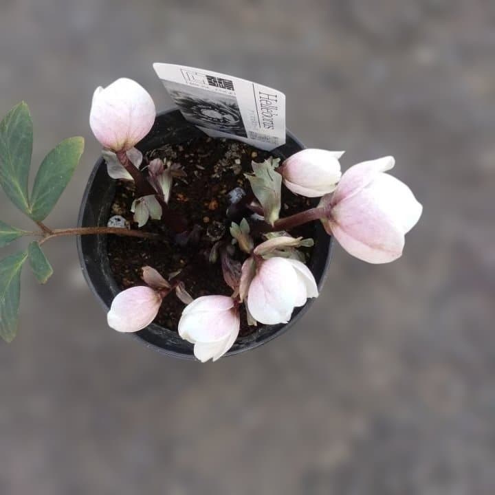 ソニe。広瀬園芸ヘレボルス ニゲ桃色開花株 。