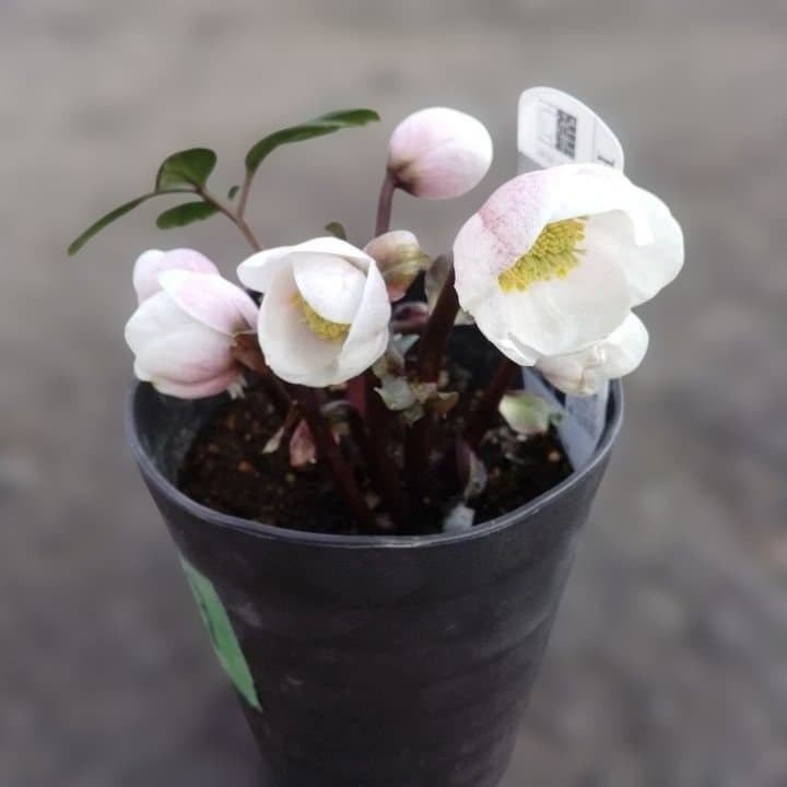 ソニe。広瀬園芸ヘレボルス ニゲ桃色開花株 。