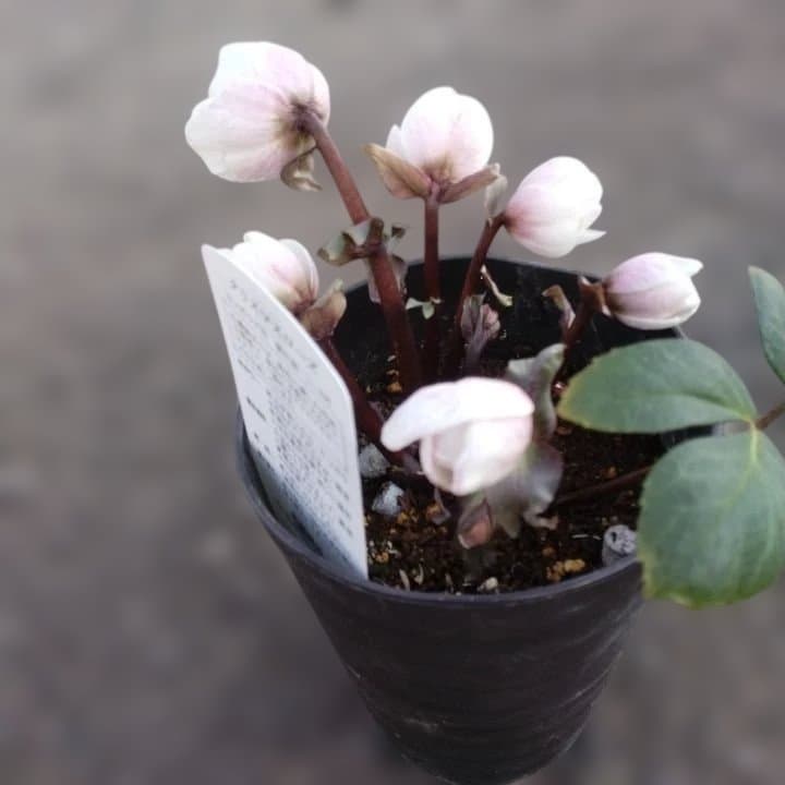 ソニe。広瀬園芸ヘレボルス ニゲ桃色開花株 。