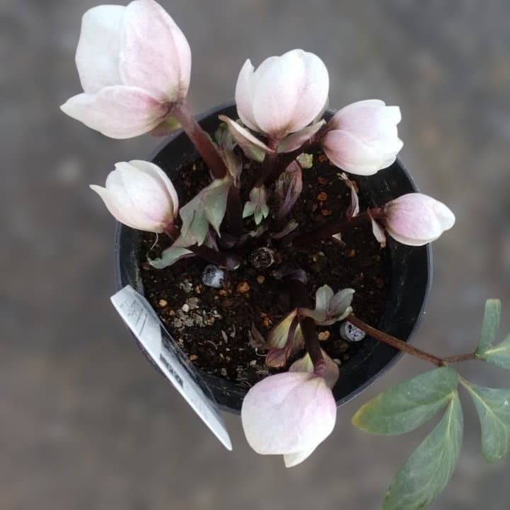 ソニe。広瀬園芸ヘレボルス ニゲ桃色開花株 。