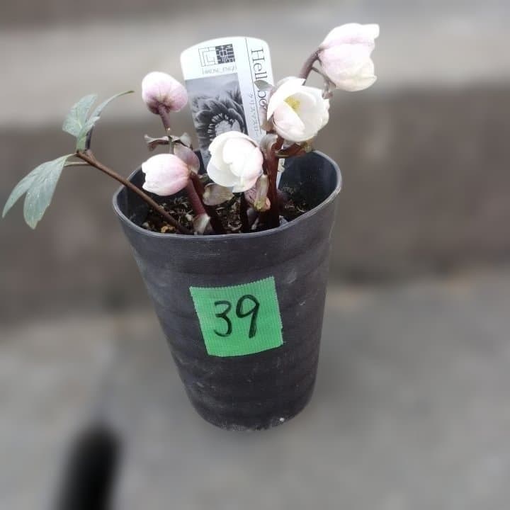 ソニe。広瀬園芸ヘレボルス ニゲ桃色開花株 。