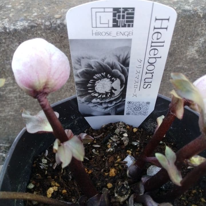ソニe。広瀬園芸ヘレボルス ニゲ桃色開花株 。