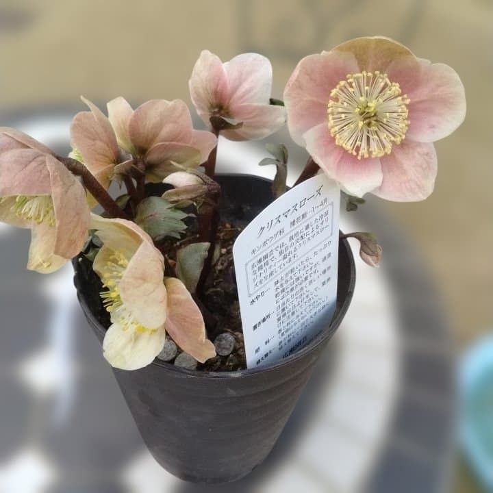 ソニe。広瀬園芸ヘレボルス ニゲ桃色開花株 。