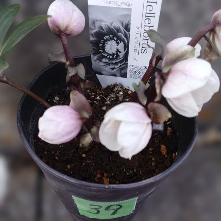 ソニe。広瀬園芸ヘレボルス ニゲ桃色開花株 。