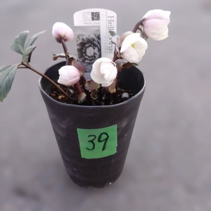 ソニe。広瀬園芸ヘレボルス ニゲ桃色開花株 。