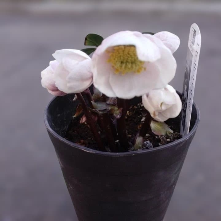 ソニe。広瀬園芸ヘレボルス ニゲ桃色開花株 。