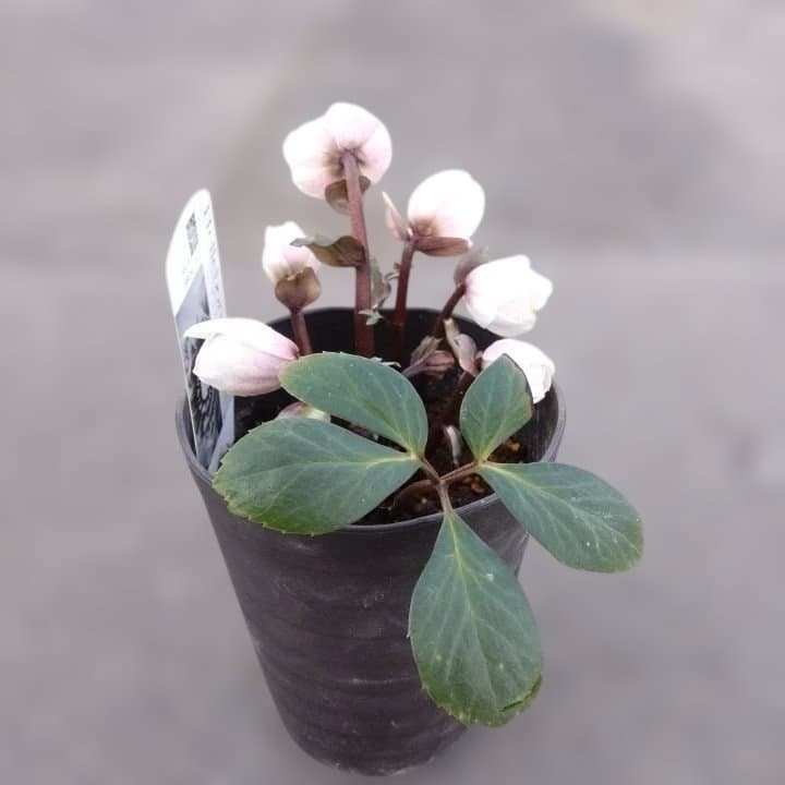 ソニe。広瀬園芸ヘレボルス ニゲ桃色開花株 。