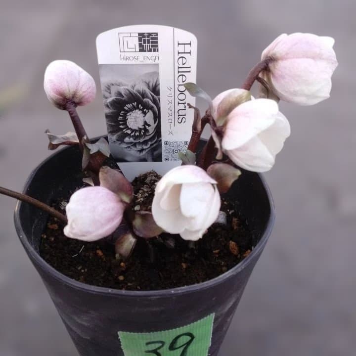 ソニe。広瀬園芸ヘレボルス ニゲ桃色開花株 。