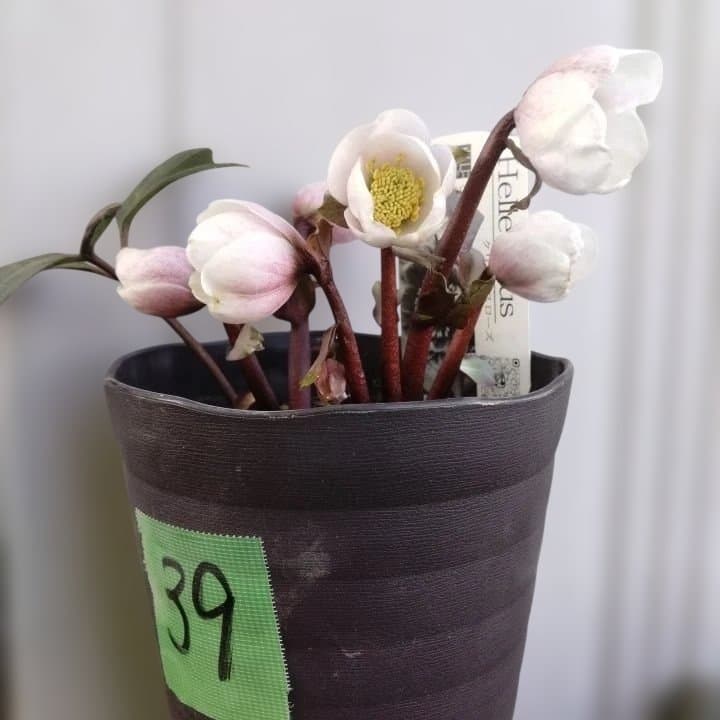 ソニe。広瀬園芸ヘレボルス ニゲ桃色開花株 。