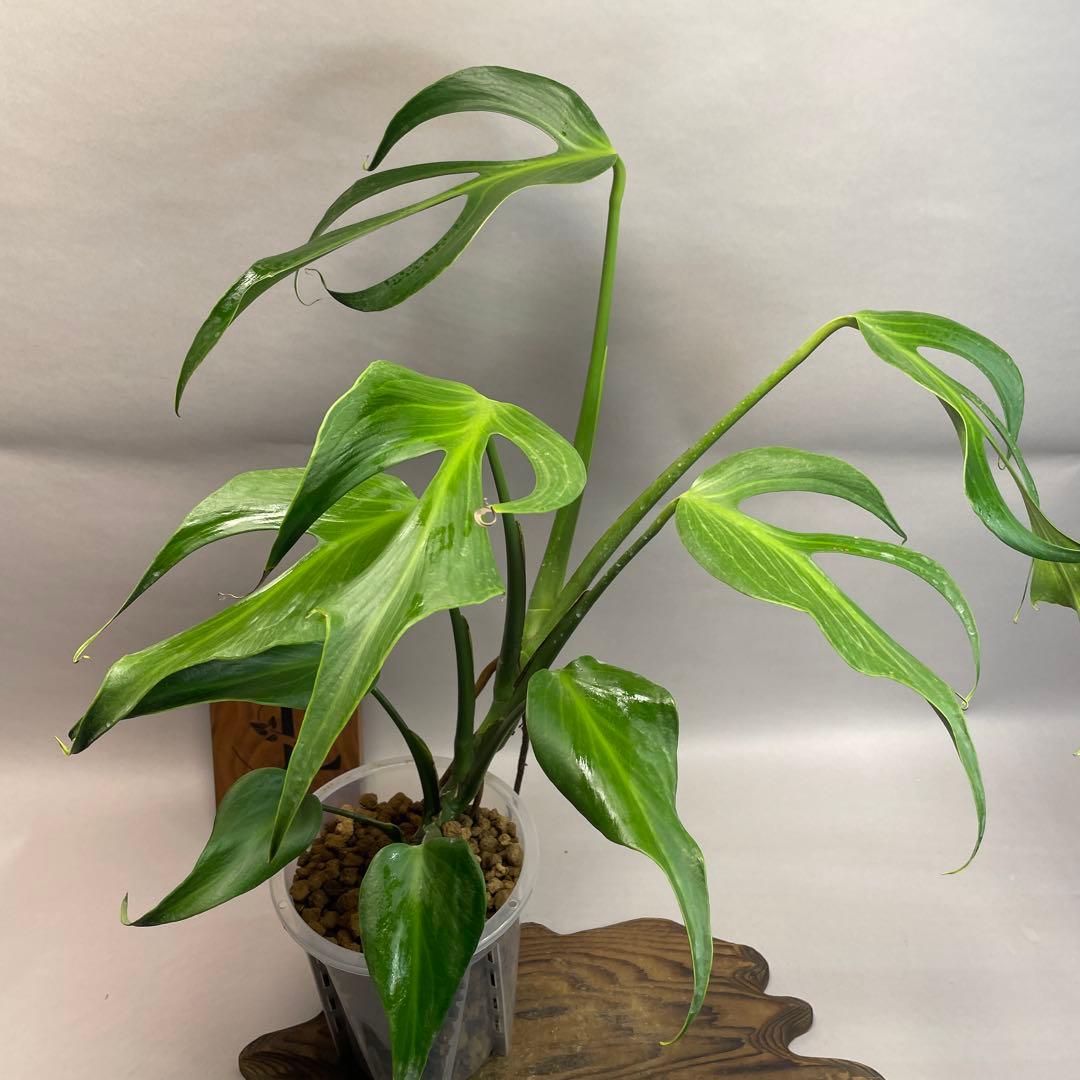 モンステラ バールマルクスフレーム lsw508